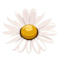 Gänseblümchen, Kamille Blume . Weiß Gänseblümchen Kamille Symbol, ai generativ png