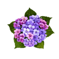 Heliotrope flower , AI Generative png