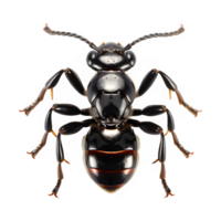 black ant top view isolated on transparent background ,realistic insect ant cut out ,generative ai png