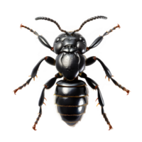 black ant top view isolated on transparent background ,realistic insect ant cut out ,generative ai png