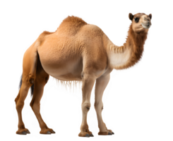 camel side view isolated png ,camel isolated on transparent background ,generative ai