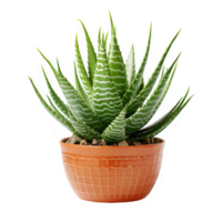 aloe vera ornament plant in a pot isolated on transparent background png ,generative ai