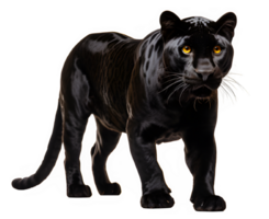 black panther isolated on transparent background ,the big black cat glared png ,generative ai