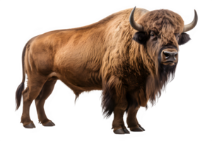 Bison Seite Aussicht png ,amerikanisch Bison isoliert auf transparent Hintergrund ,generativ ai