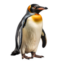 ártico pinguim isolado em transparente fundo ,pinguim em pé cortar Fora png , generativo ai