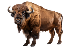 bison side view png ,American bison isolated on transparent background ,generative ai