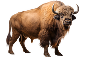 bison sida se png , amerikansk bison isolerat på transparent bakgrund ,generativ ai