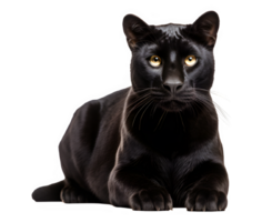 black panther isolated on transparent background ,the big black cat glared png ,generative ai