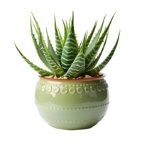 aloe vera ornament plant in a pot isolated on transparent background png ,generative ai