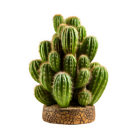 cactus planta aislado en transparente antecedentes ,planta de casa png ,generativo ai