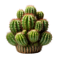 cactus fabriek geïsoleerd Aan transparant achtergrond ,kamerplant PNG ,generatief ai