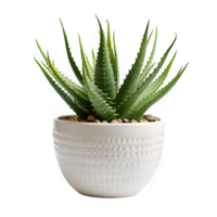 aloe vera ornament plant in a pot isolated on transparent background png ,generative ai