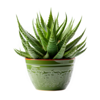 aloe vera ornament plant in a pot isolated on transparent background png ,generative ai