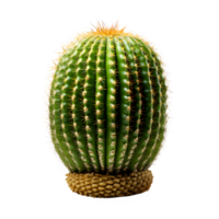 cactus plant isolated on transparent background ,houseplant png ,generative ai