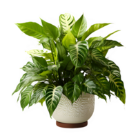 green leaf decoration ,tropical green house plant isolated on transparent background ,generative ai png