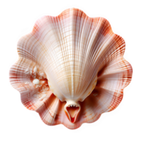 white clam shell isolated on transparent background ,sea shell top view png ,generative ai