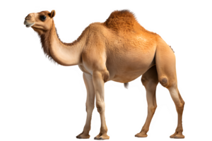 camel side view isolated png ,camel isolated on transparent background ,generative ai