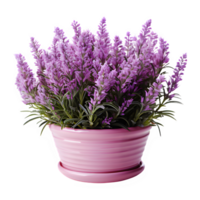 lavender flowers png ,Lavender flower home decoration isolated on transparent background ,generative ai
