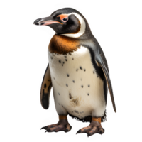 ártico pinguim isolado em transparente fundo ,pinguim em pé cortar Fora png , generativo ai