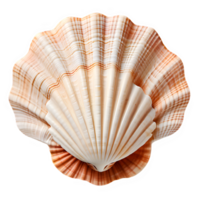 white clam shell isolated on transparent background ,sea shell top view png ,generative ai