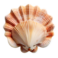 white clam shell isolated on transparent background ,sea shell top view png ,generative ai