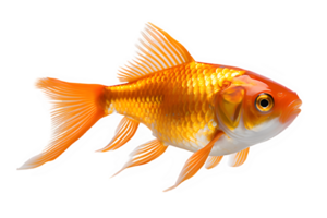 goldfish isolated on transparent background ,ornamental fish png ,generative ai