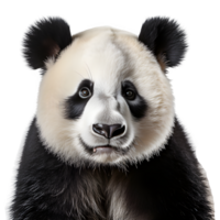 cute panda isolated on transparent background ,big panda standing isolated ,generative ai png