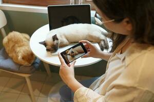 Cat lover female hands taking photo her lovely cat at home friendship Animal lover  lifestyle concept.