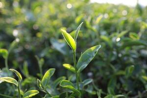 verde té hojas en un té plantación de cerca, parte superior de verde té hoja en el Mañana foto