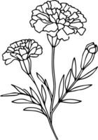 Mrimula flower art, vector illustration of a font view marigold flower, in hand-drawn botanical spring elements natural collection marigold line art for coloring page, Realistic flower coloring pages