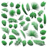 A large set of palm leaves and other tropical leaves vector