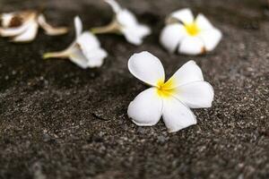 White frangipani flower on the cement floor, Thailand. photo