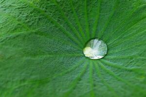 gota de agua recoge en el centrar de el loto hoja, cerca arriba macro disparo, las venas modelo de el loto hoja. foto