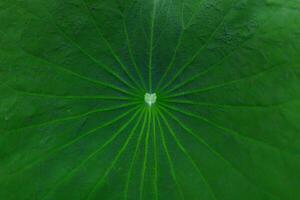 Waterdrop collects on the center of the lotus leaf, close up macro shot, veins pattern of the lotus leaf. photo