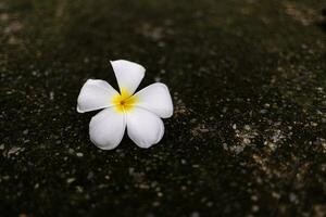 blanco frangipani flor en el cemento piso, tailandia foto