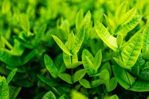 de cerca naturaleza ver de verde hoja y palmas antecedentes. plano poner, oscuro naturaleza concepto, tropical hoja foto