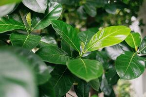 cerca arriba ver de verde hojas de ficus árbol en el jardín foto