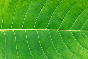 closeup nature view of green leaf and palms background. Flat lay, dark nature concept, tropical leaf photo