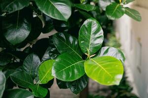 Close up view of green leaves of ficus tree in the garden photo