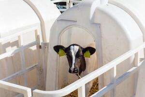 A small cow calf in a manger outdoors photo