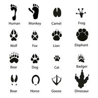 Animal footprint icons set. Simple illustrations of animal footprint icons for web.Vector illustration. vector