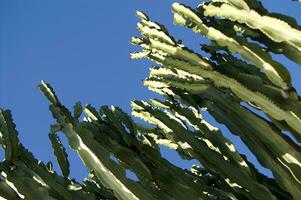 a cactus plant with many spikes photo