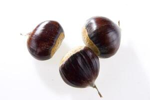 a group of chestnuts on a white background photo