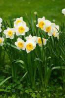 a field of yellow daffodils in the middle of a grassy field photo