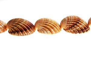 sea shells isolated on white background photo