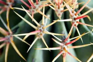 a cactus plant with many spikes photo