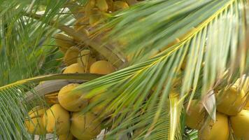 ver de amarillo verde Coco en el manojo en Coco palma árbol con enorme hojas video