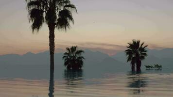 A reflective open pool limit in front of palm trees and mountain evening scenery video