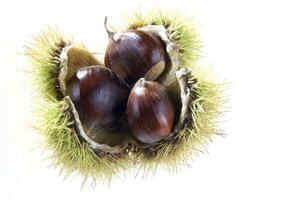 a group of chestnuts on a white background photo