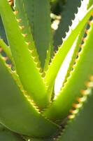 un cactus planta con muchos Picos foto